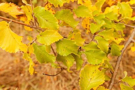 Early autumn in the park with view on colorful tree leaves, day time; note shallow depth of fieldの写真素材