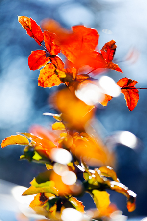 Red leafs of mahonia closeup; note shallow depth of field.の写真素材
