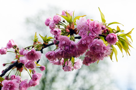 beautiful pink flowers on the branch on the white background, note shallow depth of fieldの写真素材