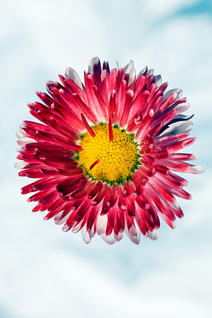 pink chrysanthemum flower on the white backgroundの写真素材