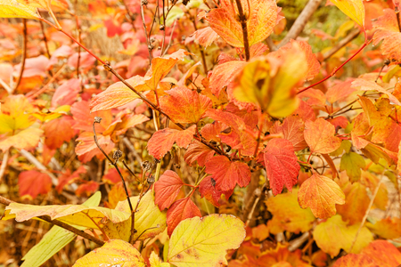 Early autumn in the park with view on colorful tree leaves, day time; note shallow depth of fieldの写真素材