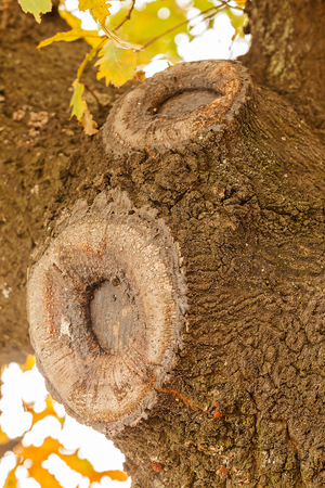 Close up of old tree bark texture in the forest, highly detailed; note shallow depth of fieldの写真素材