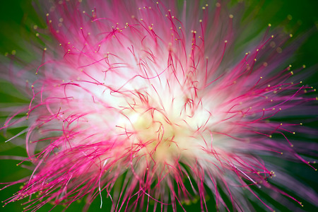 pink flower of decorative tree albizia on the green background, note shallow depth of fieldの写真素材
