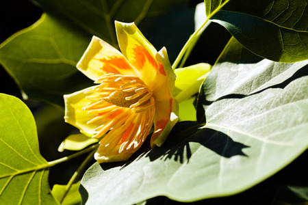 Illuminated flower of tulip tree (Liriodendron tulipifera)の写真素材