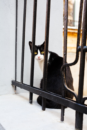 Black and white cat looking through iron fenceの写真素材