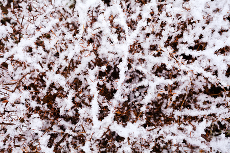 Closeup of dry bush branches under snow on winter dayの写真素材