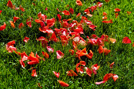 red petals on the green grassの写真素材