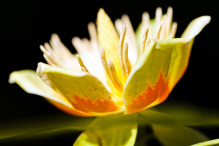 Illuminated flower of tulip tree on natural dark background; shallow depth of fieldの写真素材