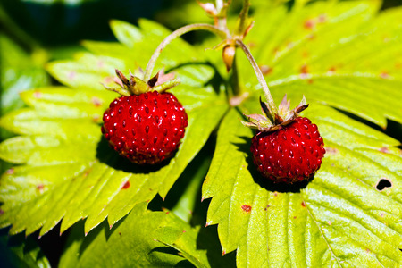 Two wild strawberries on green leafsの写真素材