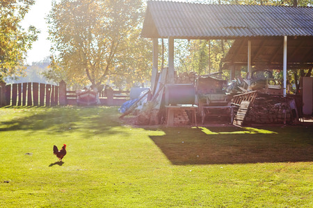 Rooster on grass in yard early in the morning, note shallow depth of fieldの写真素材