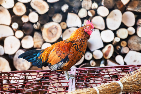 chicken on a fence  with logs in the background, note shallow depth of fieldの写真素材