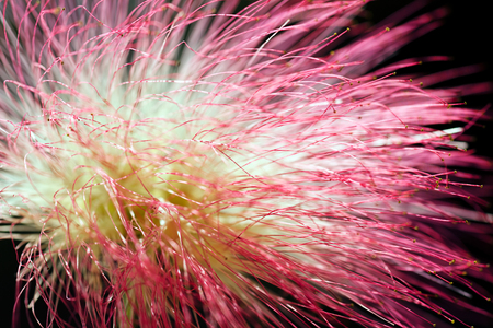 bloom pink  flower of decorative tree albizia, note shallow depth of fieldの写真素材