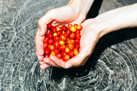 red and yellow leaves in the hands of, note shallow depth of fieldの写真素材