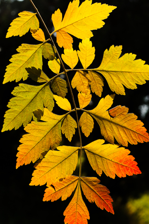 Yellow autumn leaves on single branch, on natural dark backgroundの写真素材