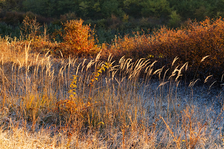 a variety of plants in the field the slain, note shallow depth of fieldの写真素材