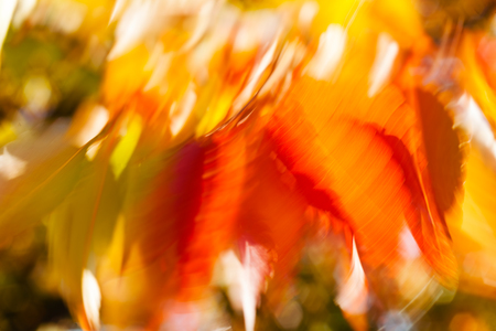 Abstract red and green leaves, blurred 100%の写真素材