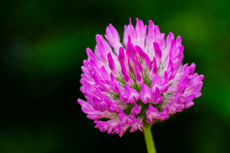 Clover flower, on natural background; note shallow depth of fieldの写真素材