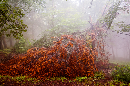 Broken tree with red leafs laying on the ground after a storm; lighter tonesの写真素材