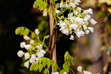 Detail of white flowers at flower and garden showの写真素材