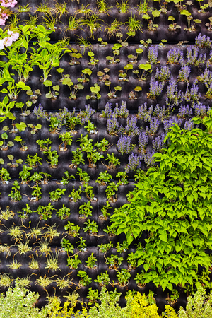 Detail of green plants at flower and garden showの写真素材