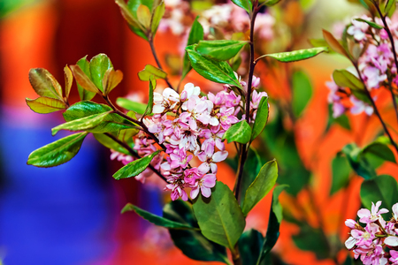 Detail of colorful flowers at flower and garden showの写真素材