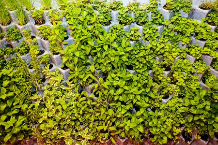 Detail of green plants at flower and garden showの写真素材