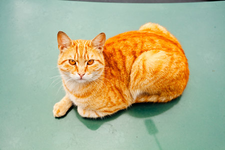 Domestic orange cat laying on the green floor, looking up; closerの写真素材
