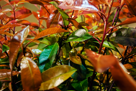 Detail of green plants at flower and garden showの写真素材