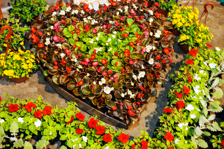 Detail of colorful flowers at flower and garden showの写真素材