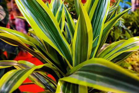 Detail of green plants at flower and garden showの写真素材