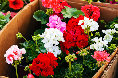 Detail of colorful flowers at flower and garden showの写真素材