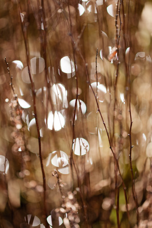 abstract plant in the field, note shallow depth of fieldの写真素材