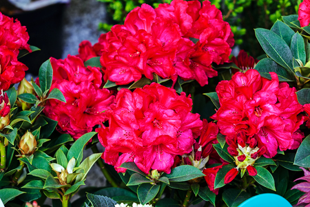 Detail of colorful flowers at flower and garden showの写真素材