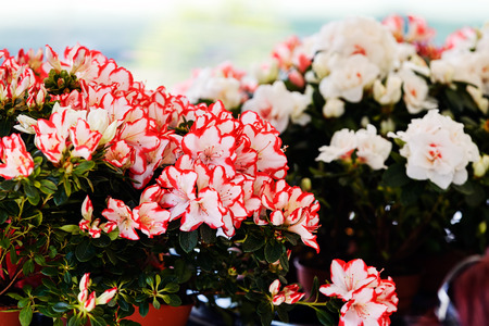 Detail of colorful flowers at flower and garden showの写真素材