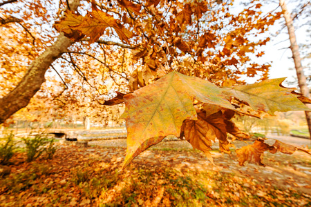 shot of tree with ultra wide langs, note shallow depth of  fieldの写真素材