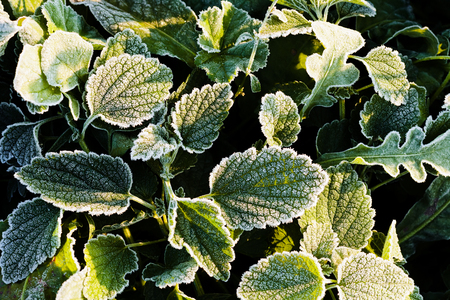 a variety of plants in the field the slainの写真素材