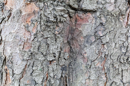 Close up of old tree bark texture in the forest, highly detailedの写真素材