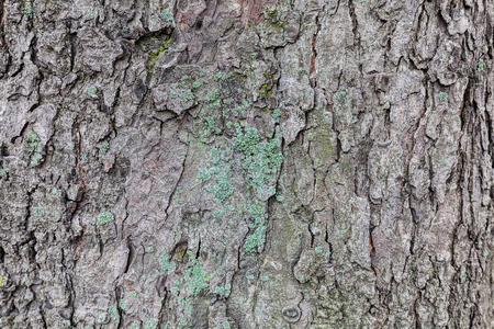 Close up of tree bark structure with the moss in autumnの写真素材