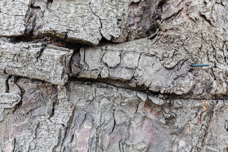 Close up of old tree bark texture in the forest, highly detailedの写真素材