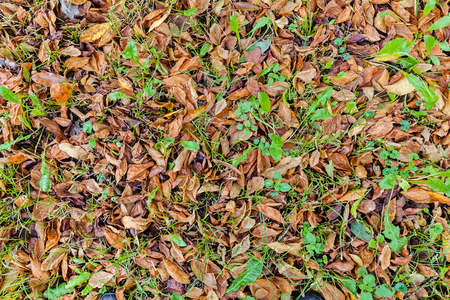Fallen autumn leaves on the ground in colorful tones; note shallow depth of fieldの写真素材