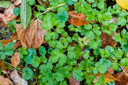 Fallen autumn leaves on the ground in colorful tones; note shallow depth of fieldの写真素材