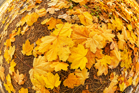 picture of foliage shot with "fish eye" lense ,note shallow depth of fieldの写真素材