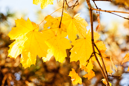 yellow autumnal leaves on the branches in sunny day , note shallow depth of fieldの写真素材