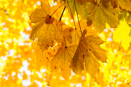 yellow autumnal leaves on the sunny day with blue sky on the background, note shallow depth of fieldの写真素材