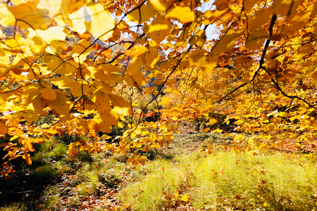 autumn leaves on a sunny day, note shallow depth of fieldの写真素材