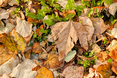 dry fallen leaves  in autumn,note shallow depth of fieldの写真素材