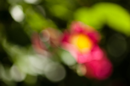 abstract pink flower in the field, for blurred backgroundの写真素材