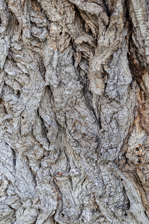 Close up of old tree bark texture in the forest, highly detailedの写真素材