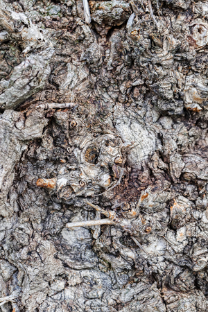 Close up of old tree bark texture in the forest, highly detailedの写真素材