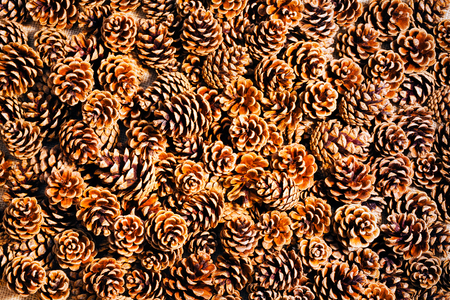 Brown pine cones as a backgroundの写真素材